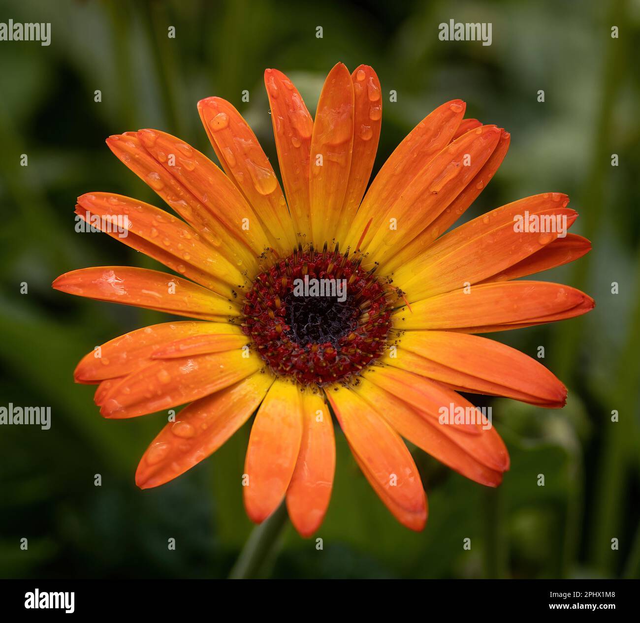 Gerbera Garvinea Dolce Tramonto in fiore con gocce di pioggia. Foto Stock