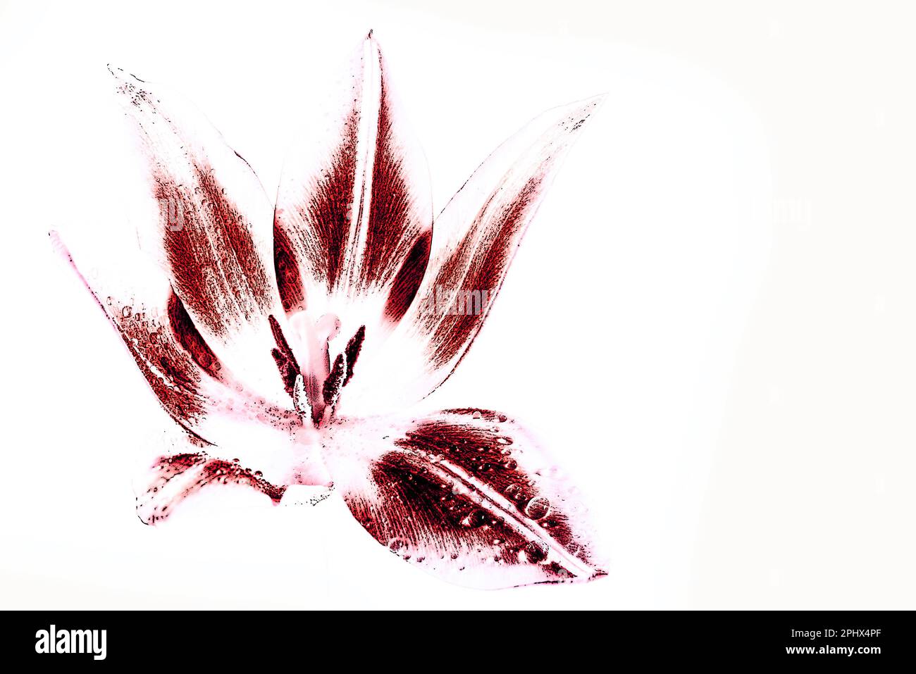 Fiore di tulipano rosso stilizzato con pistillo e stampino, illustrazione con effetto disegno, sfondo bianco, spazio copia Foto Stock
