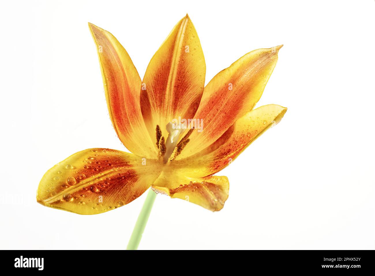 Testa di tulipano aperta in arancione, rosso e giallo con pistillo e stampino, qualche goccia d'acqua sui petali, isolato su sfondo bianco, spazio copia Foto Stock