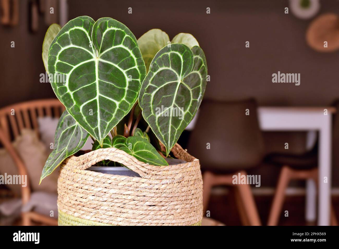 Pianta esotica di 'Anthurium Clarinervium' con venature a pizzo bianco sulle foglie Foto Stock