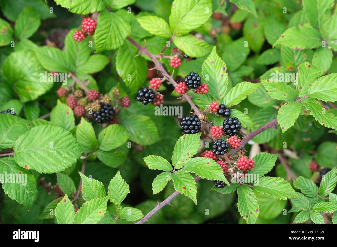 Rubus frutticosus, mora, frutta matura, commestibile che cresce sul cespuglio Foto Stock