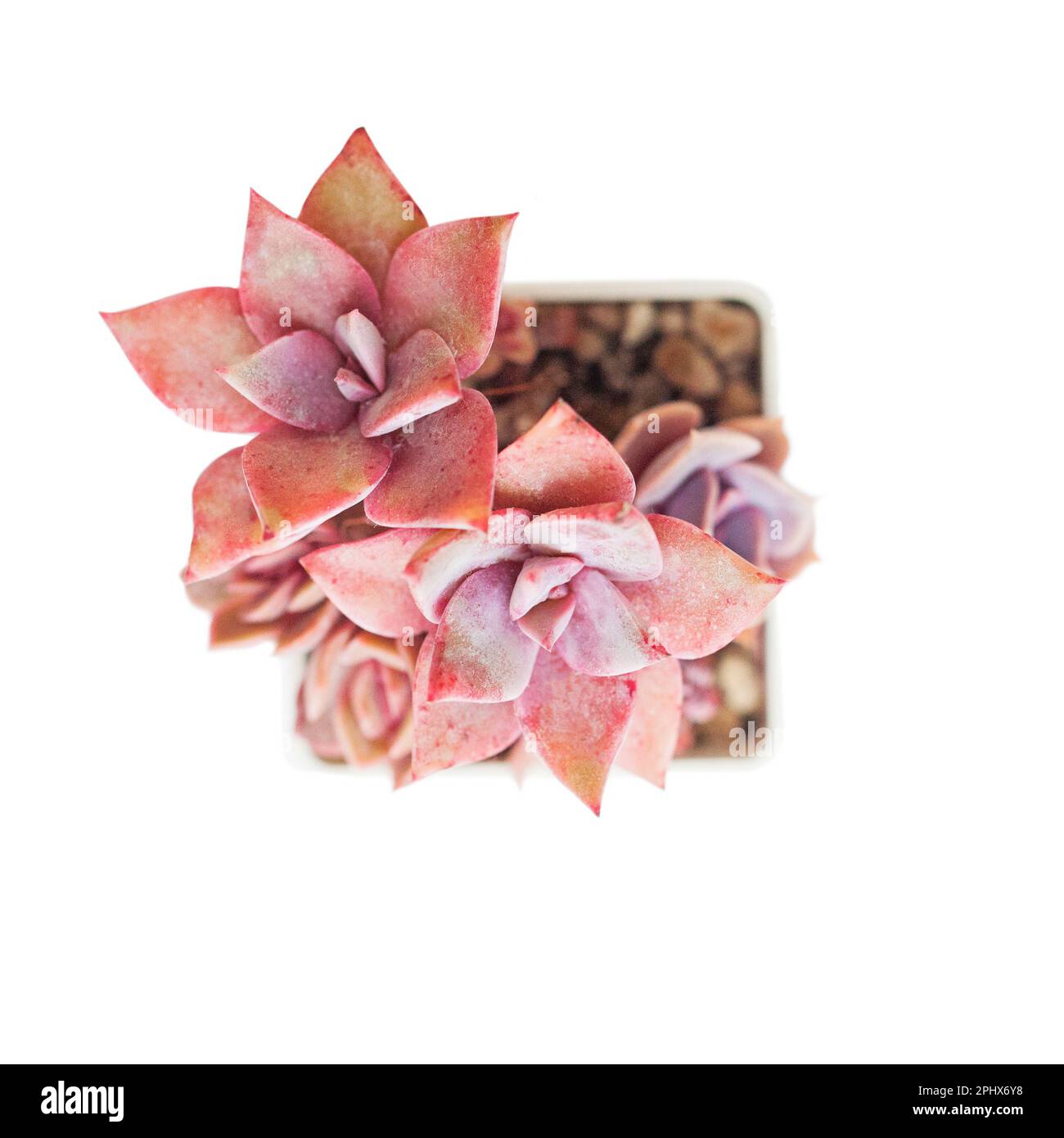 Fiore grappotalum bainesii rosette pianta isolata su sfondo bianco Foto Stock