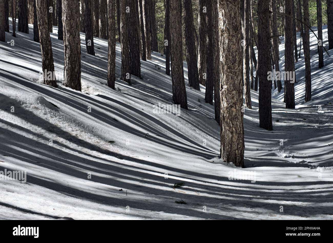Pineta luce e ombra in inverno Parco Nazionale Etna, Sicilia, Italia Foto Stock