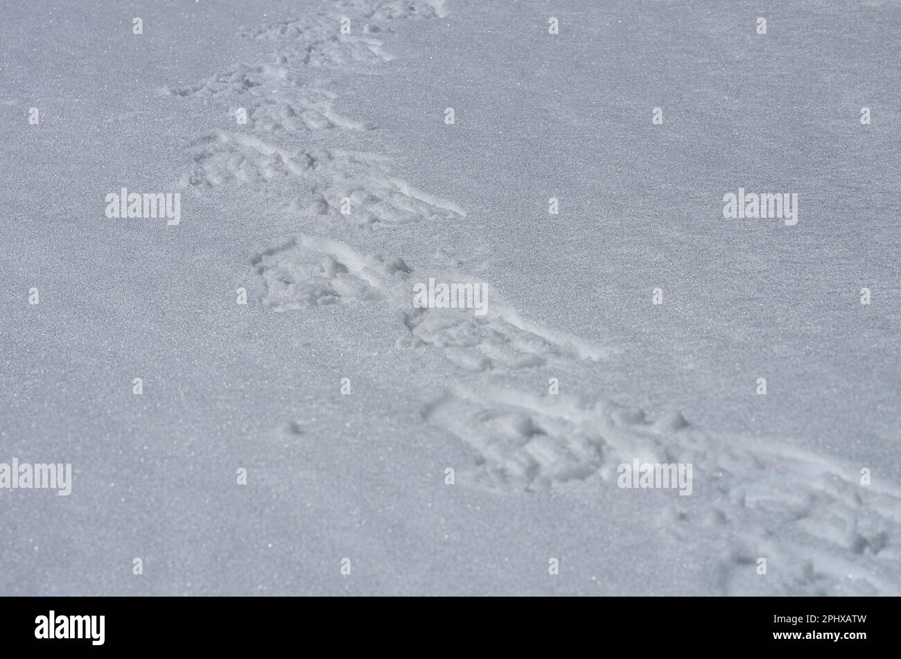 Orme di racchette da neve sulla neve del Parco Nazionale dell'Etna in Sicilia, Italia Foto Stock