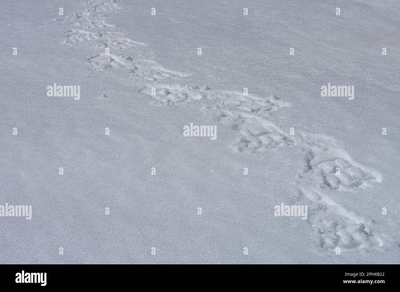 Orme di racchette da neve sulla neve del Parco Nazionale dell'Etna in Sicilia, Italia Foto Stock