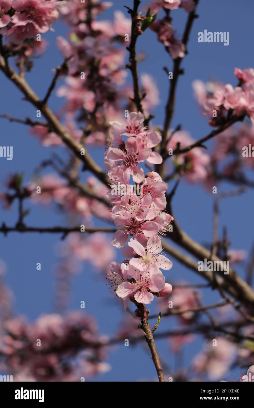 Fiori di pesca fioriti su un albero Foto Stock