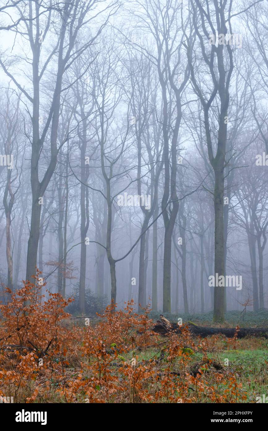 Willow alberi alla nebbia Foto Stock