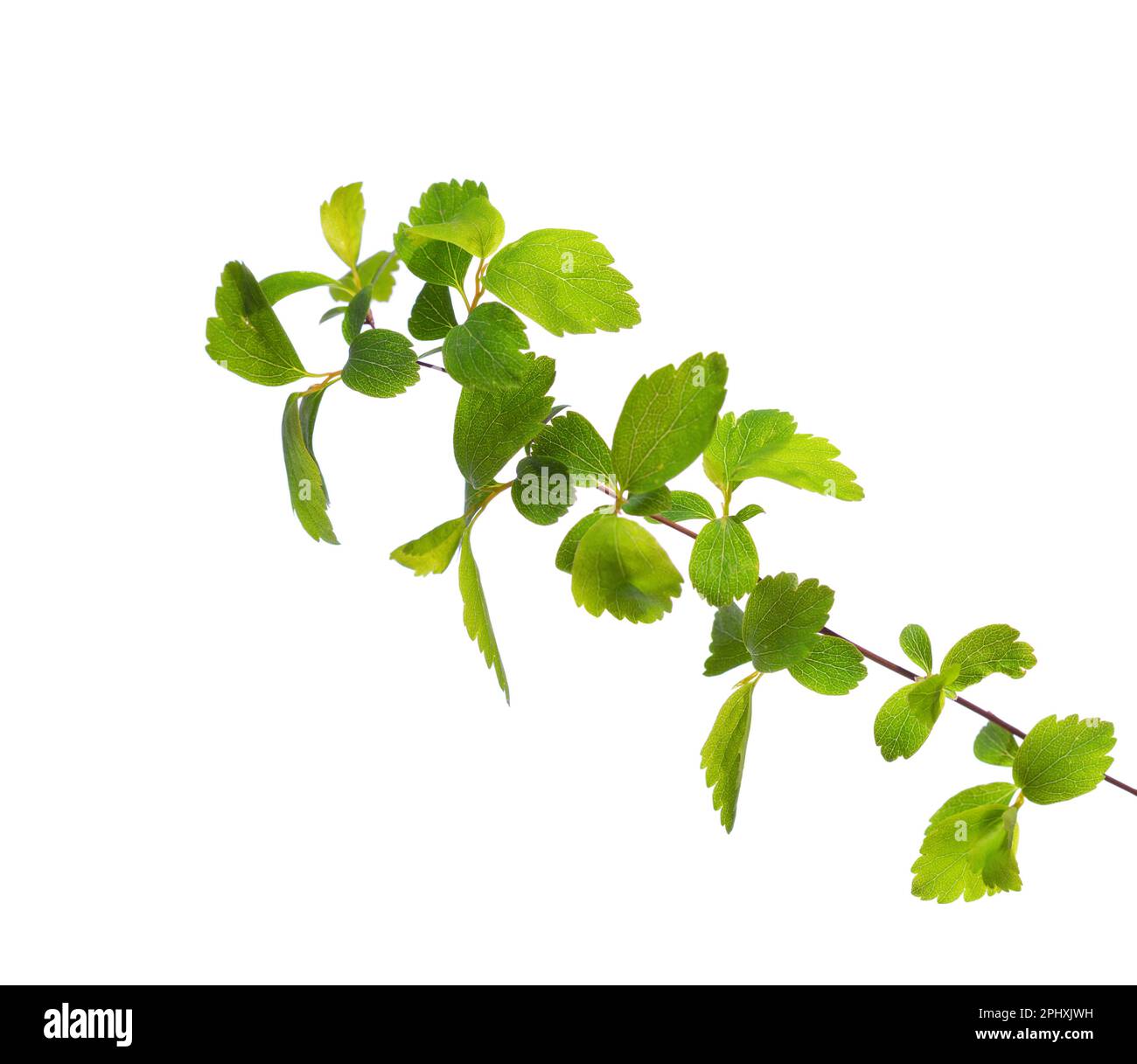Piccolo ramo con giovani foglie di primavera verde isolato su sfondo bianco. Spiraea vanhouttei. Messa a fuoco selettiva. Foto Stock