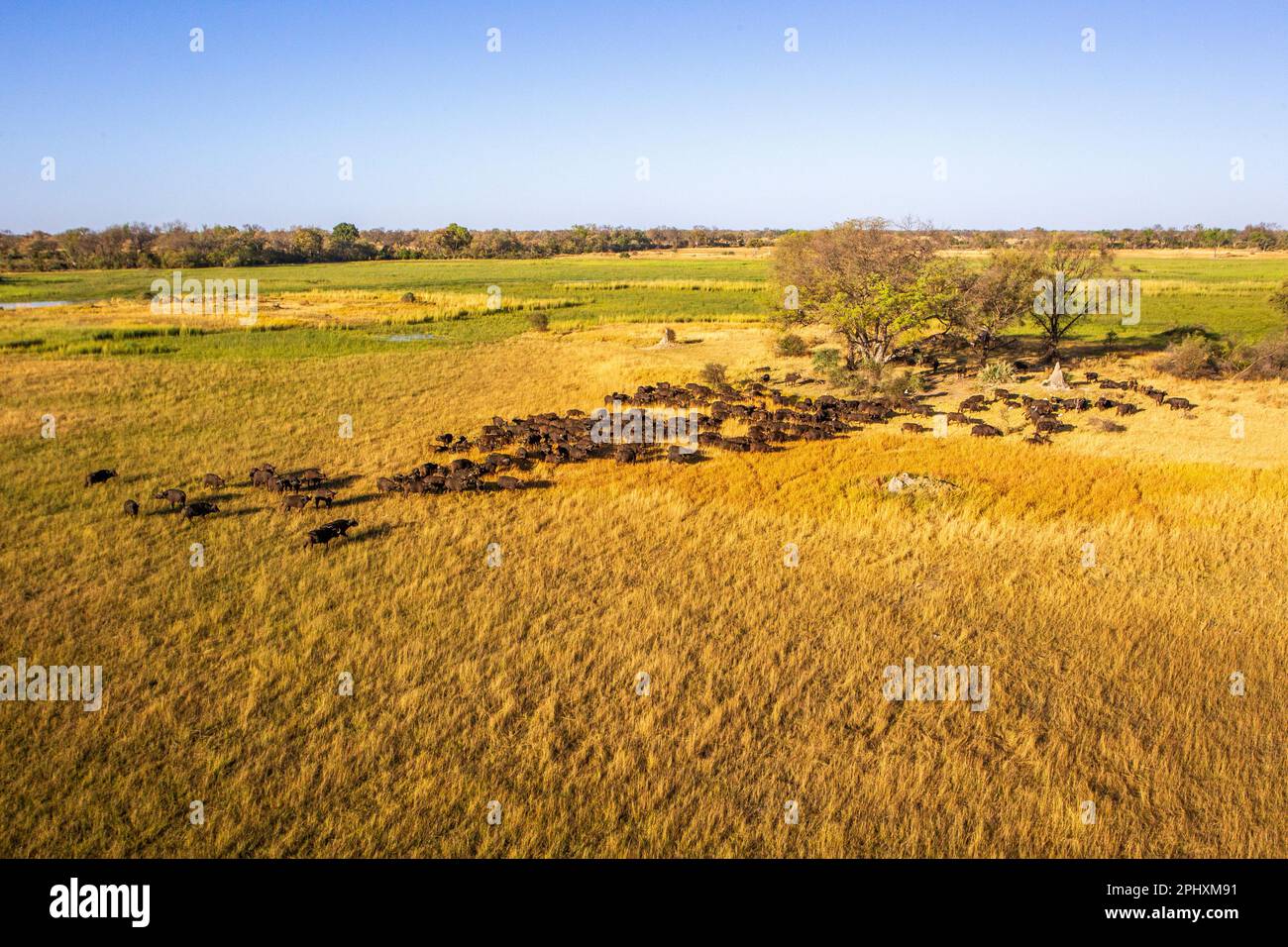 Veduta aerea di una mandria di bufali nella campagna del Delta dell'Okavango. Sentieri animali, alberi e prati verdi. Delta dell'Okavango, Botswana Foto Stock Veduta aerea di una mandria di bufali nella campagna del Delta dell'Okavango. Sentieri animali, alberi e prati verdi. Delta dell'Okavango, Botswana Foto Stock