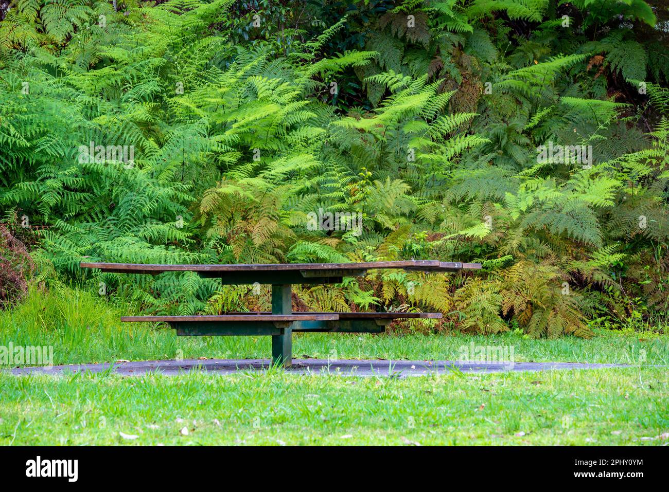 Una parete di Bracken Ferns (Calochlaena dubia) fornisce uno sfondo verde per questo tavolo da picnic a Bobbin Head nel Parco Nazionale di Ku-ring-gai Chase Foto Stock