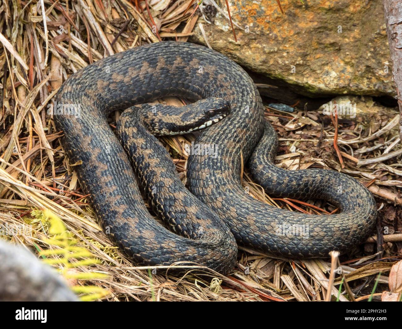 Adder, vipera comune, vipera comune europea, vipera comune (Vipera berus), sdraiato su erba secca, Germania Foto Stock