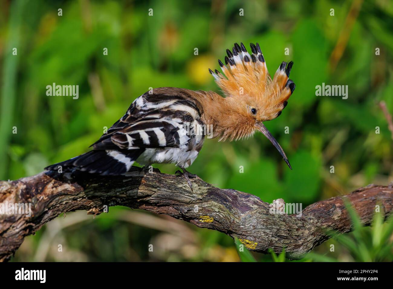 Hoopoe (Upupa epops), che siede su una filiale, Germania, Baden-Wuerttemberg Foto Stock