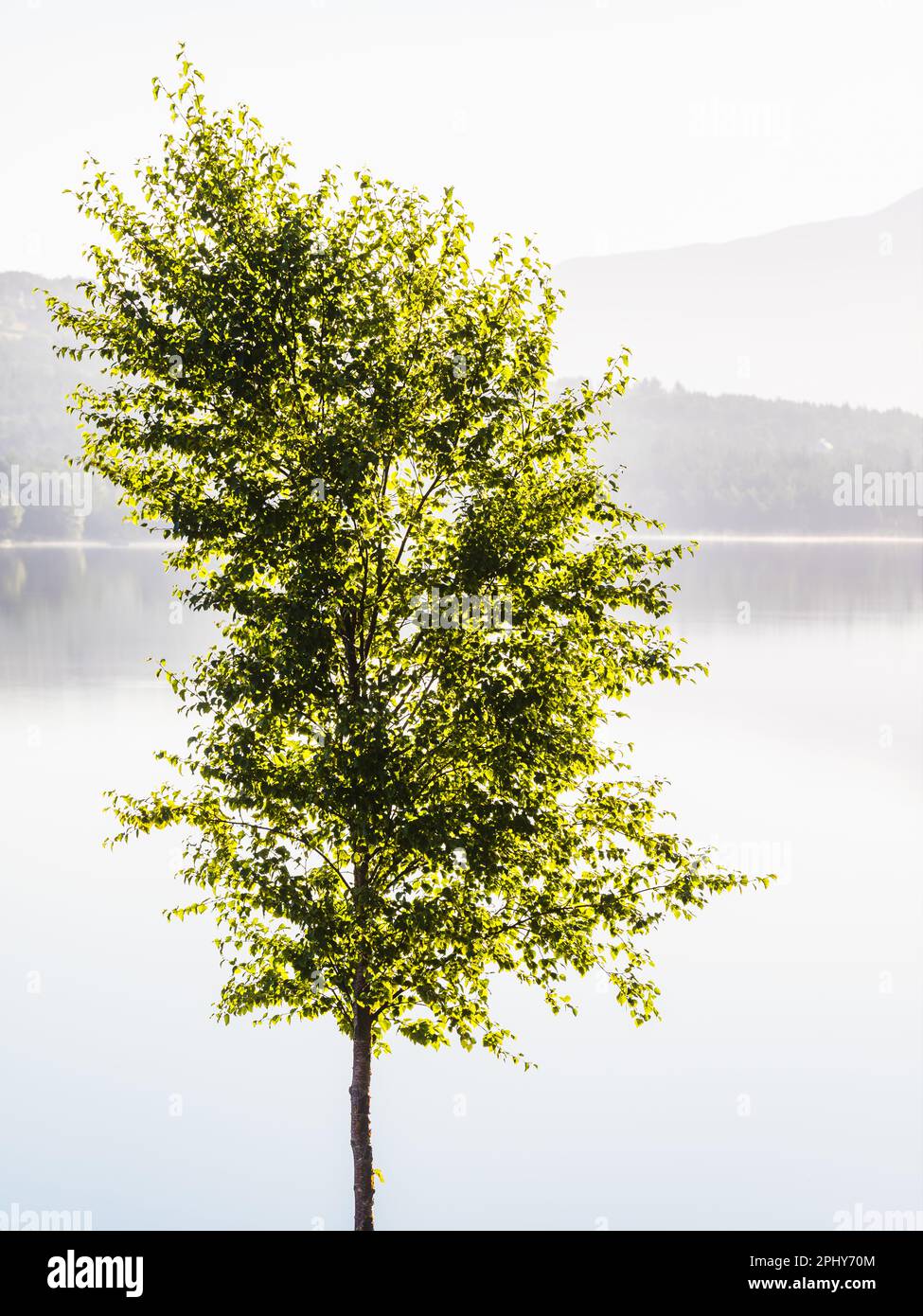 Un lago tranquillo e sereno circondato da alberi di montagna nebbiosi, adornato da delicate foglie su un unico ramo - natura bellezza in Norvegia. Foto Stock