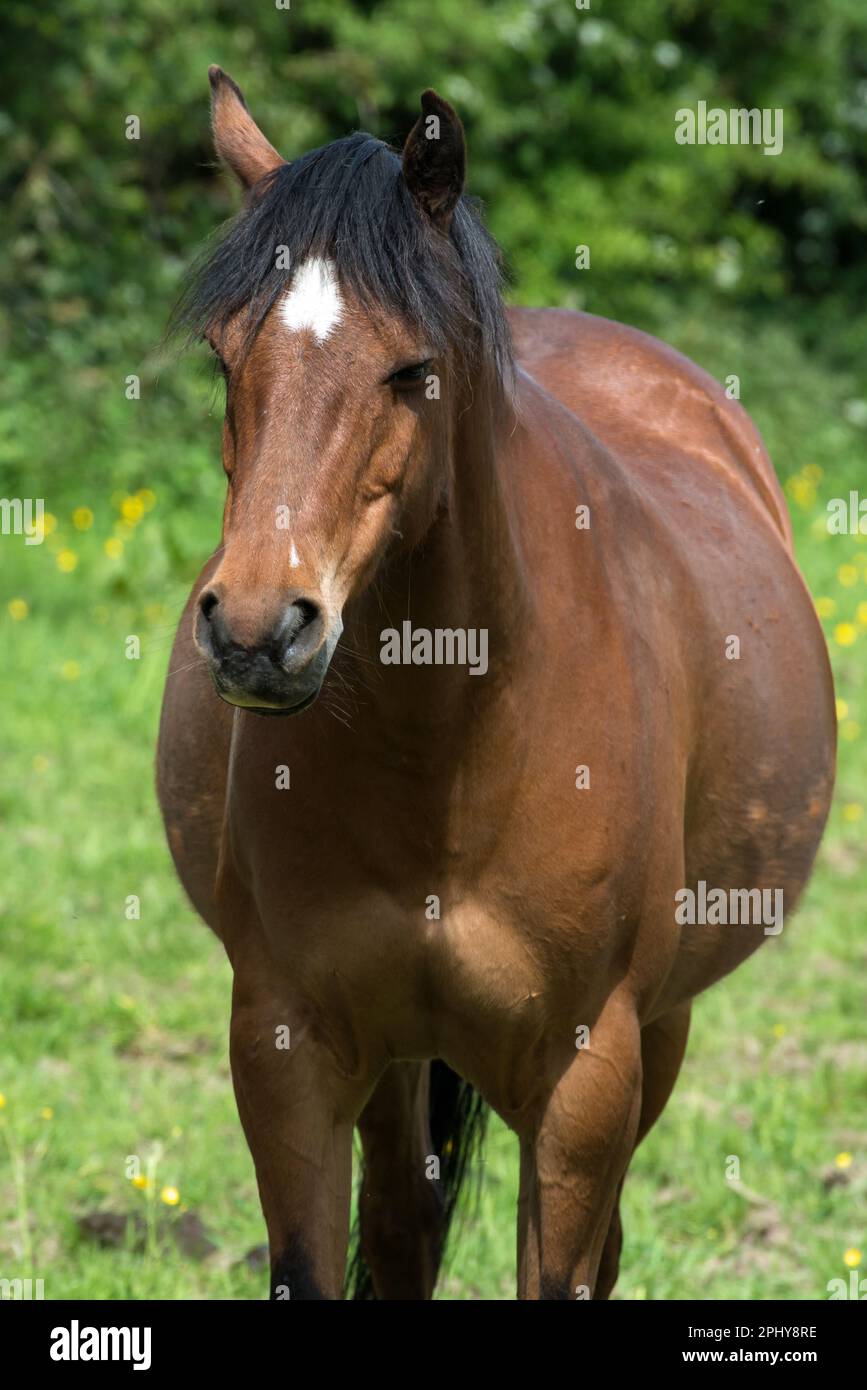 Un cavallo marrone castagno con una criniera e un naso neri e una grande macchia bianca sulla fronte Foto Stock