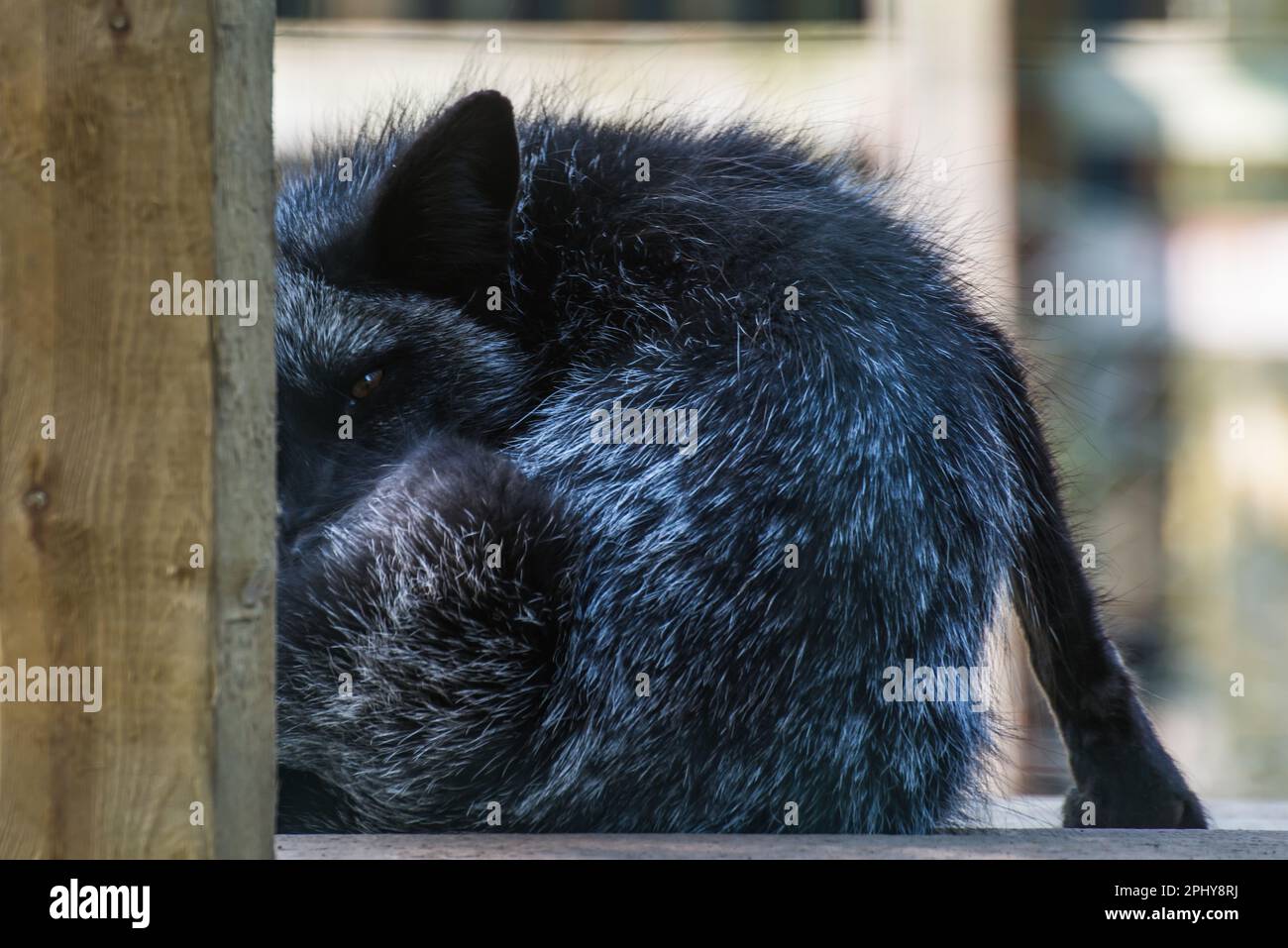 Una volpe d'argento ((Vulpes Fulva) che guarda da dietro un post all'Ark, Boston, Lincolnshire, Inghilterra Foto Stock
