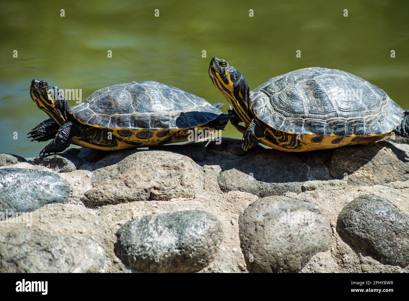 Due terrapine slider dalla ventre gialla (Trachemys scripta scripta) su un muro accanto a uno stagno a Marbella, Spagna Foto Stock