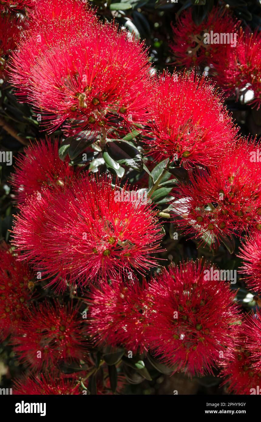 I bellissimi fiori rossi dell'albero di Pohutukawa (Metrosideros excelsa), conosciuto anche come l'albero di Natale della Nuova Zelanda. Foto Stock