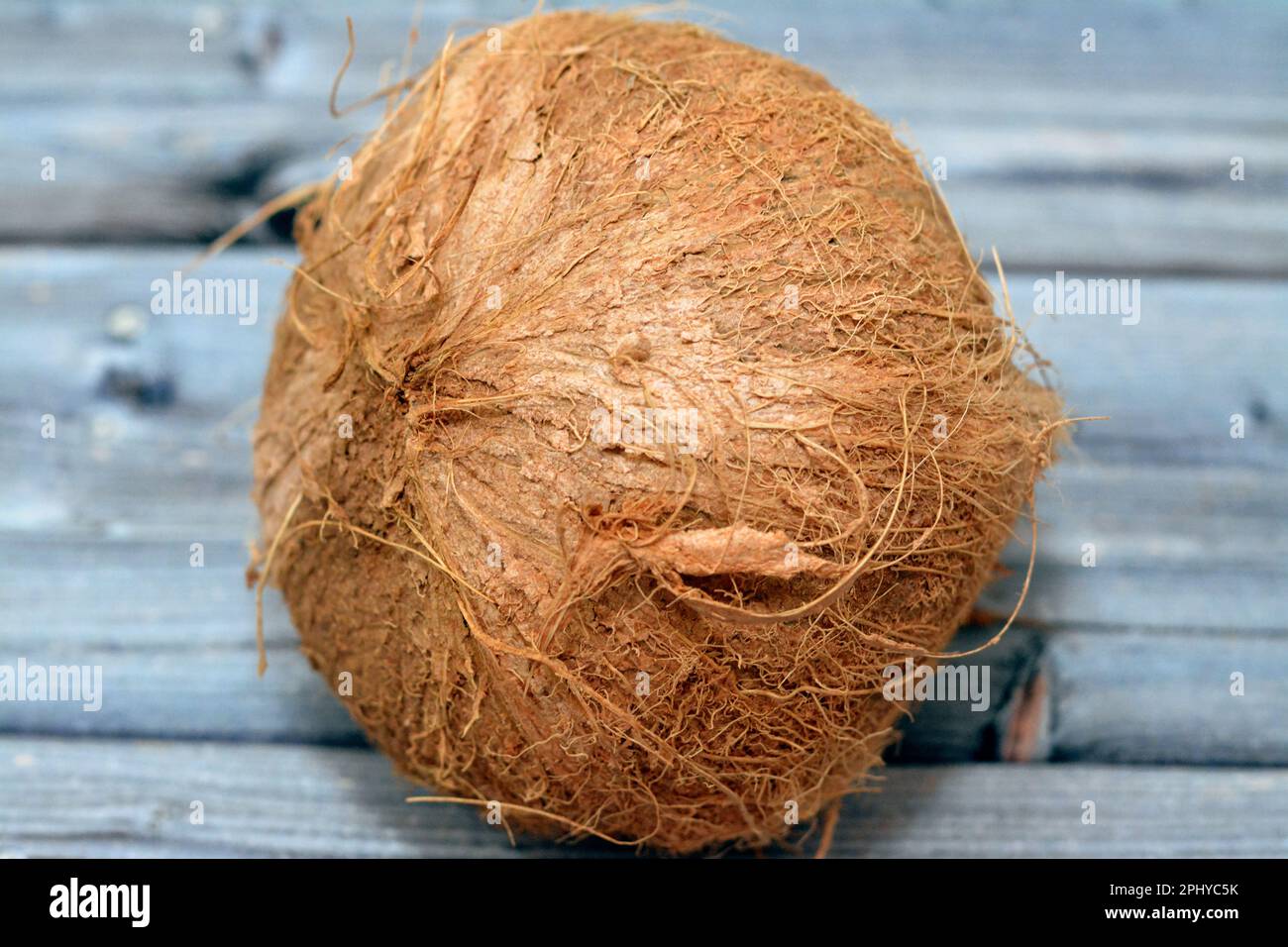 La cocoanut di frutta di cocco (Cocos nucifera) della famiglia delle palme (Arecaceae), genere Cocos, botanicamente è una drupe, non una noce, fornisce cibo, carburante, cosmo Foto Stock