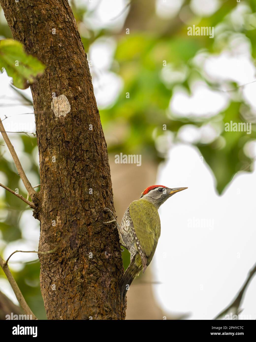 Streak scopata Woodpecker o Picus xanthopygaeus uccello closeup arroccato su tronco di albero in verde naturale al parco nazionale pilibhit foresta tigre riserva Foto Stock