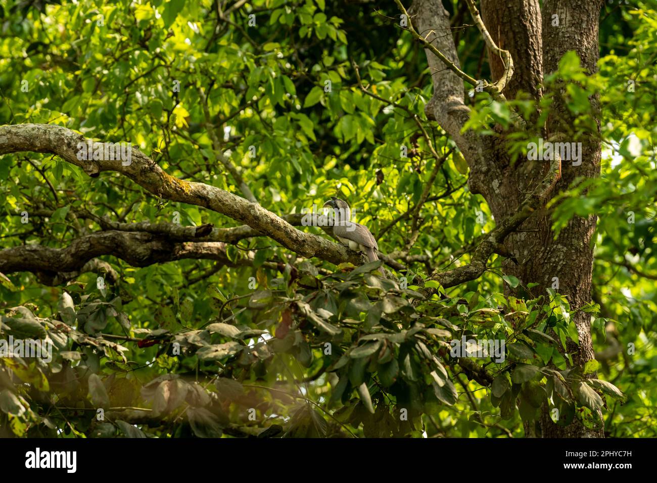 uccello indiano grigio hornbill o uccello birostris di Ocyceros arroccato su albero in fondo verde naturale pilibbhit parco nazionale foresta tigre riserva uttttar pradesh Foto Stock