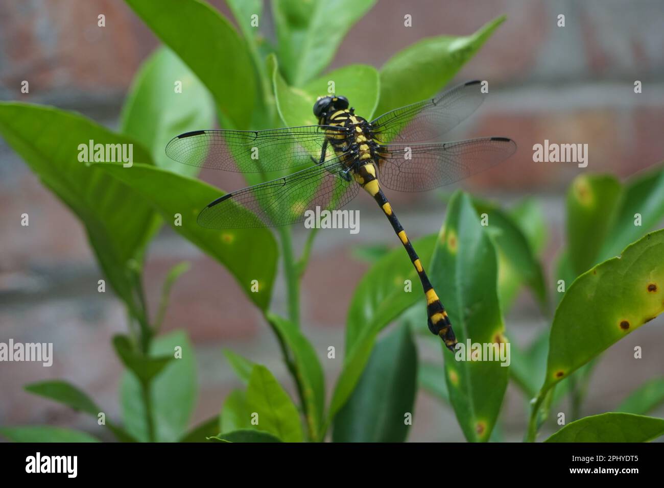 Dragonfly comunemente visto in Bangladesh. Migliore foto per la progettazione grafica e la creazione di sfondi. Foto Stock