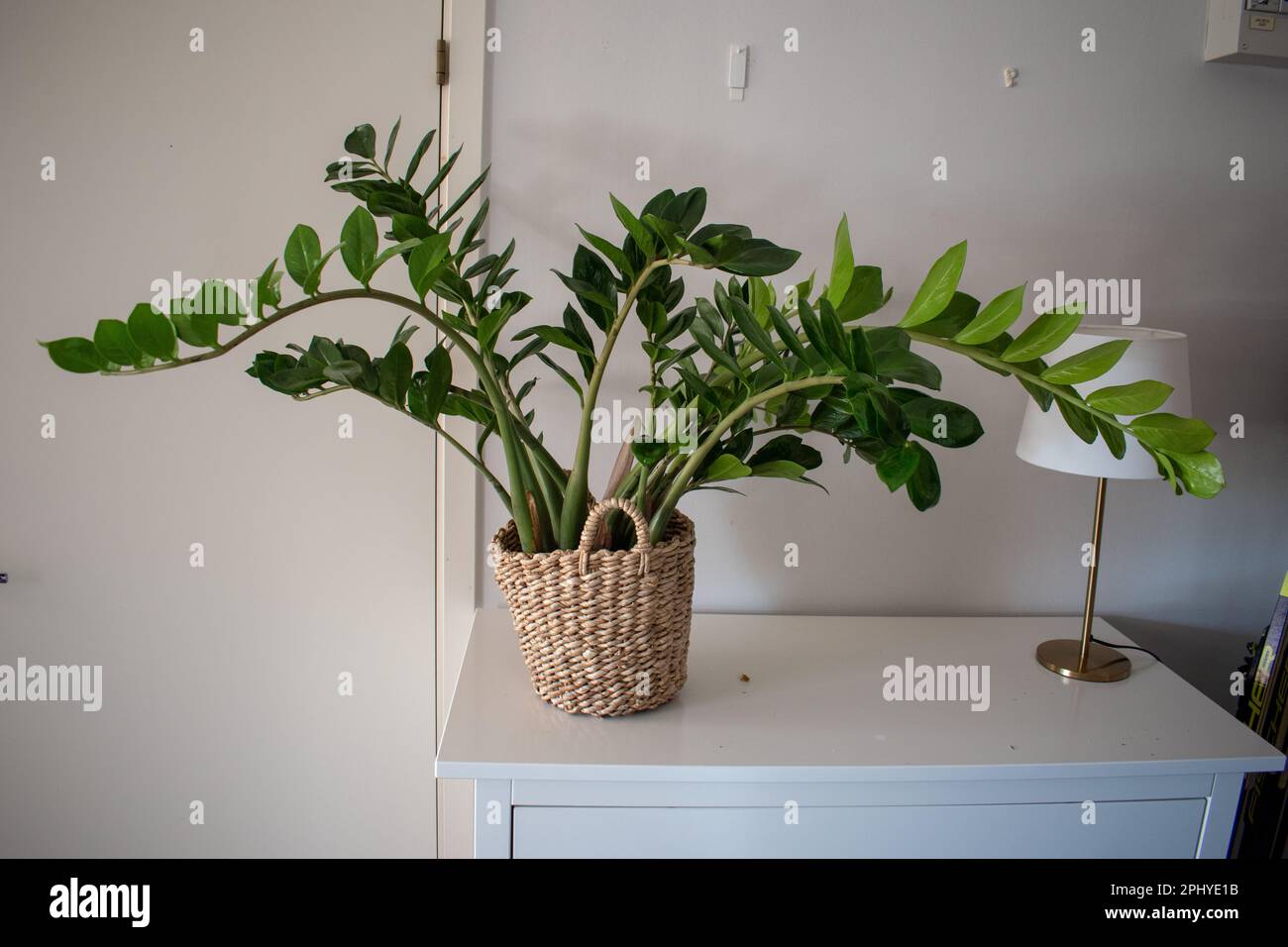 Pianta di casa di Zamioculcas coltivata in un vaso da fiori beige su sfondo bianco Foto Stock