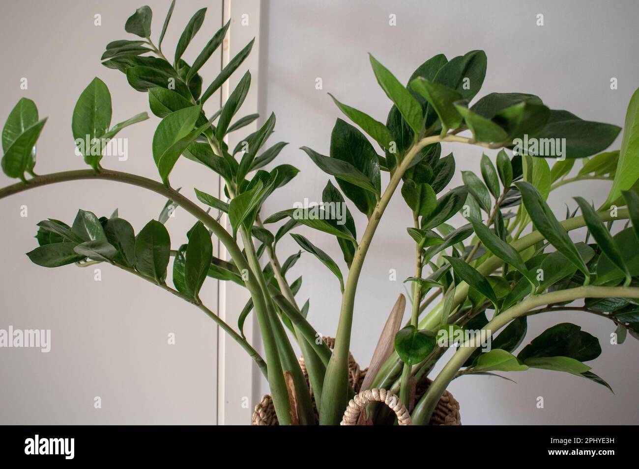 Pianta di casa di Zamioculcas coltivata in un vaso da fiori beige su sfondo bianco Foto Stock