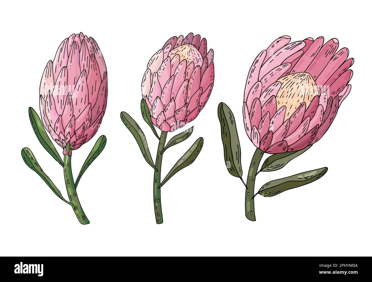Set vettoriale disegnato a mano di re protea isolato su sfondo bianco. Collezione di fiori esotici tropicali disegnati a mano. Illustrazione Vettoriale