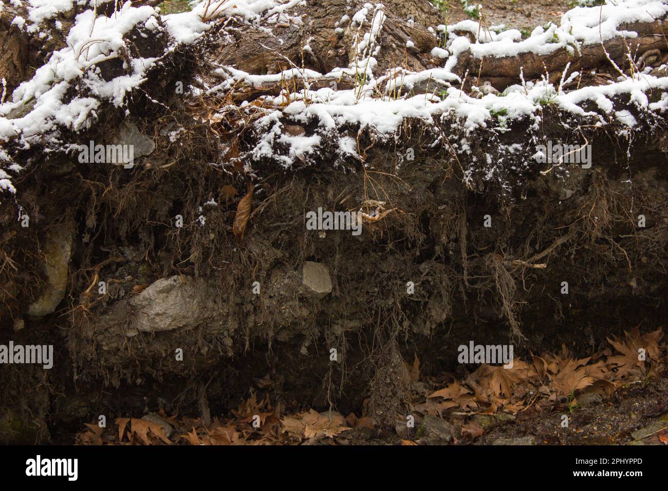 Albero sradicato. Albero caduto nella foresta. Paesaggio forestale. Le radici dell'albero. Vecchio grande albero. Parco innevato. Foto Stock