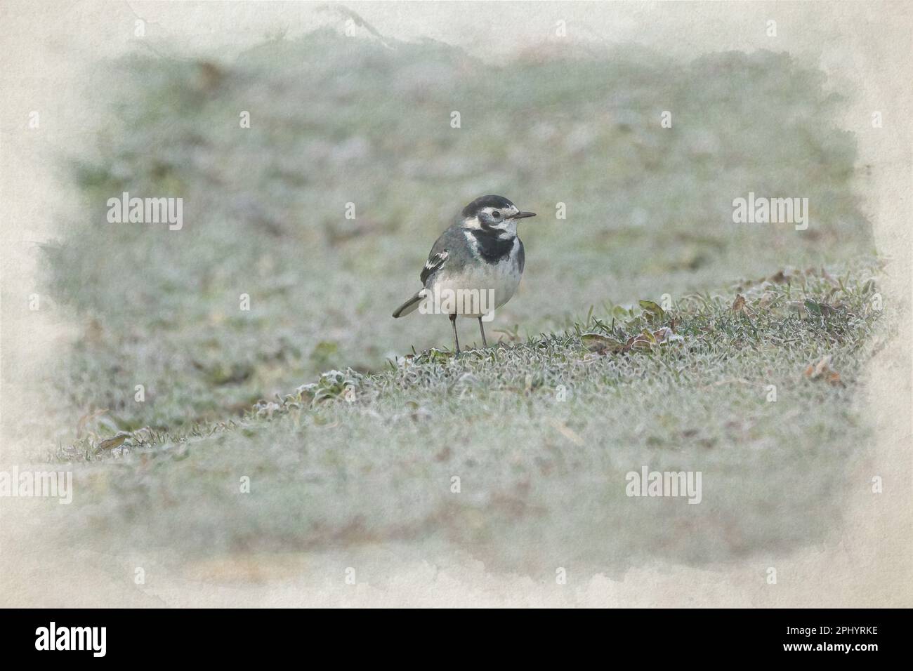 Dipinto digitale ad acquerello, Motacilla Alba Yarrellii su pascoli congelati durante l'inverno britannico. Foto Stock