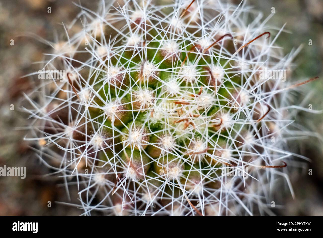 Macro vista della pianta di cactus isolato su sfondo blured. Foto Stock