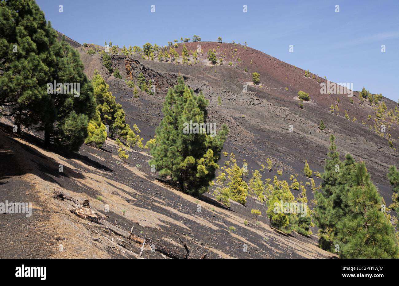 La Palma, paesaggi lungo il famoso percorso escursionistico Ruta de Los Volcanes, lungo la cresta dell'isola da El Paso a Fuencaliente Foto Stock