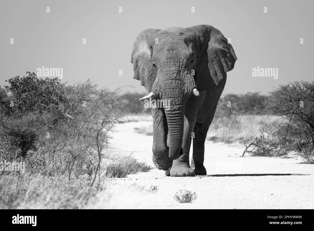 Un elefante africano solitario si scontra con una savana assolata. Foto Stock