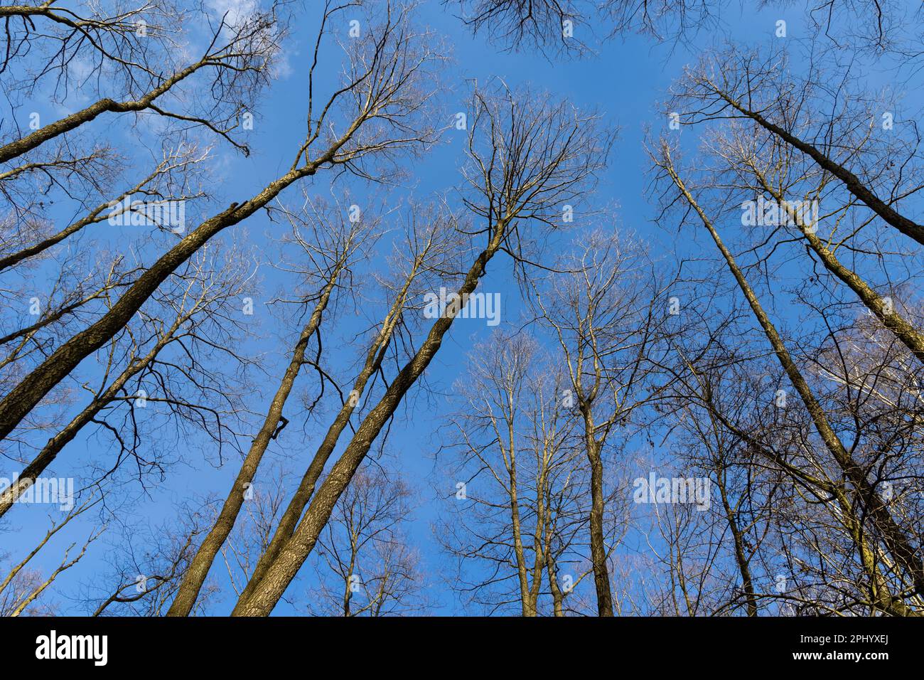 Guardando le cime degli alberi contro il cielo blu. Rami senza foglie, primavera precoce Foto Stock