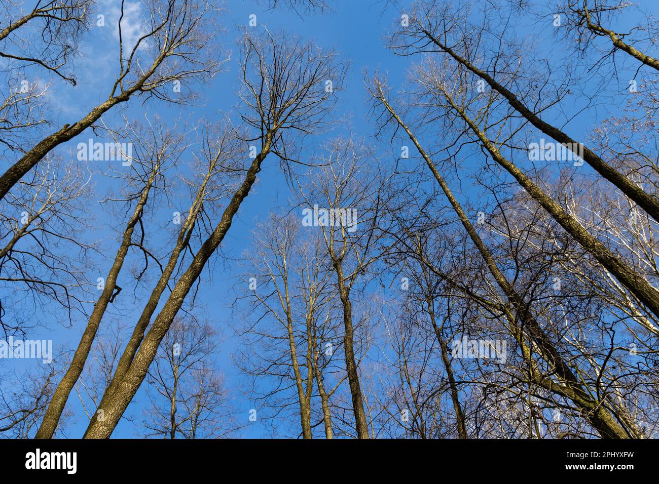 Guardando le cime degli alberi contro il cielo blu. Rami senza foglie, primavera precoce Foto Stock