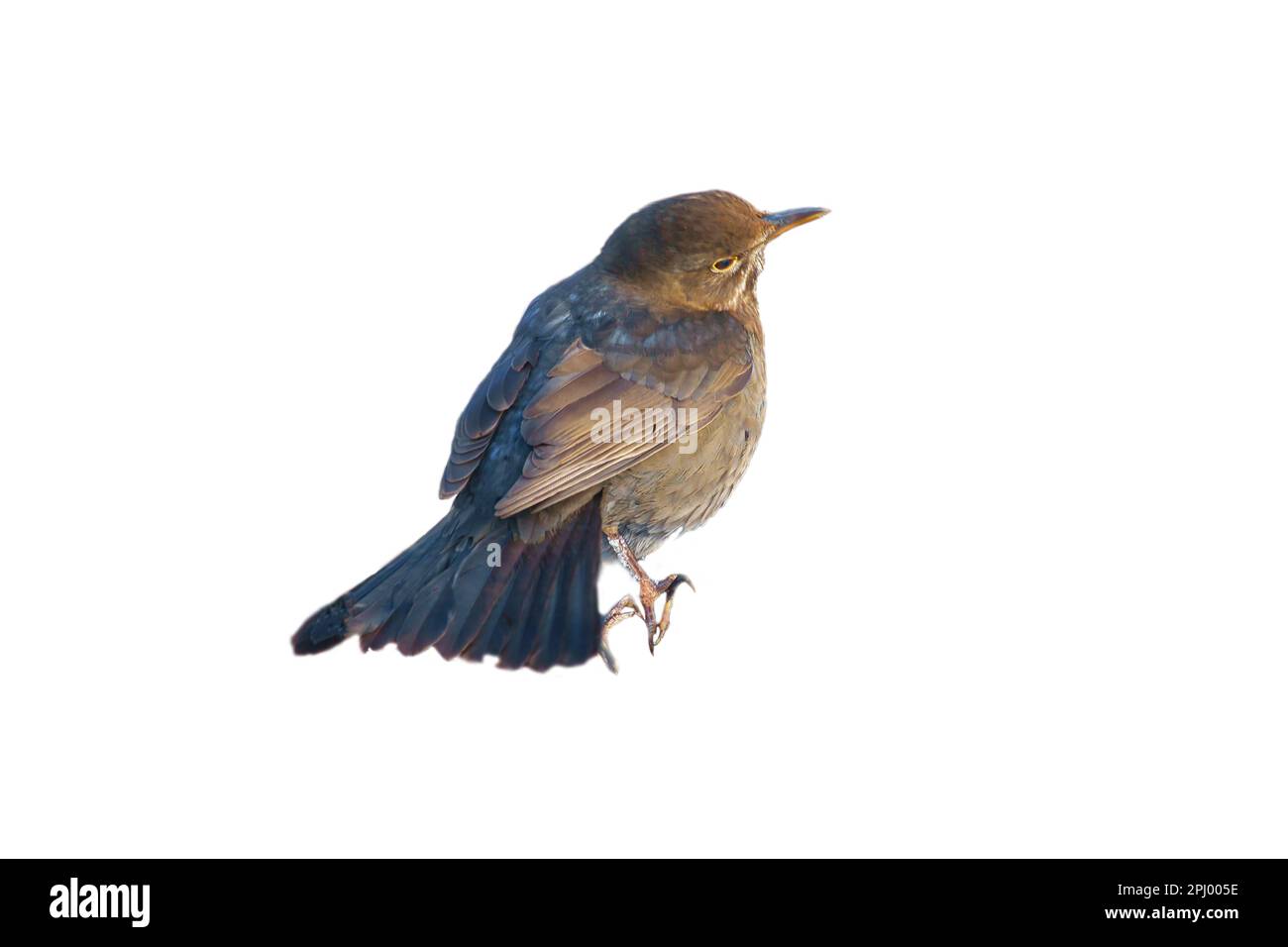 Uccello thrush corto. Per utilizzare la composizione. Animale isolato. Piume marroni. Foto di animali Foto Stock