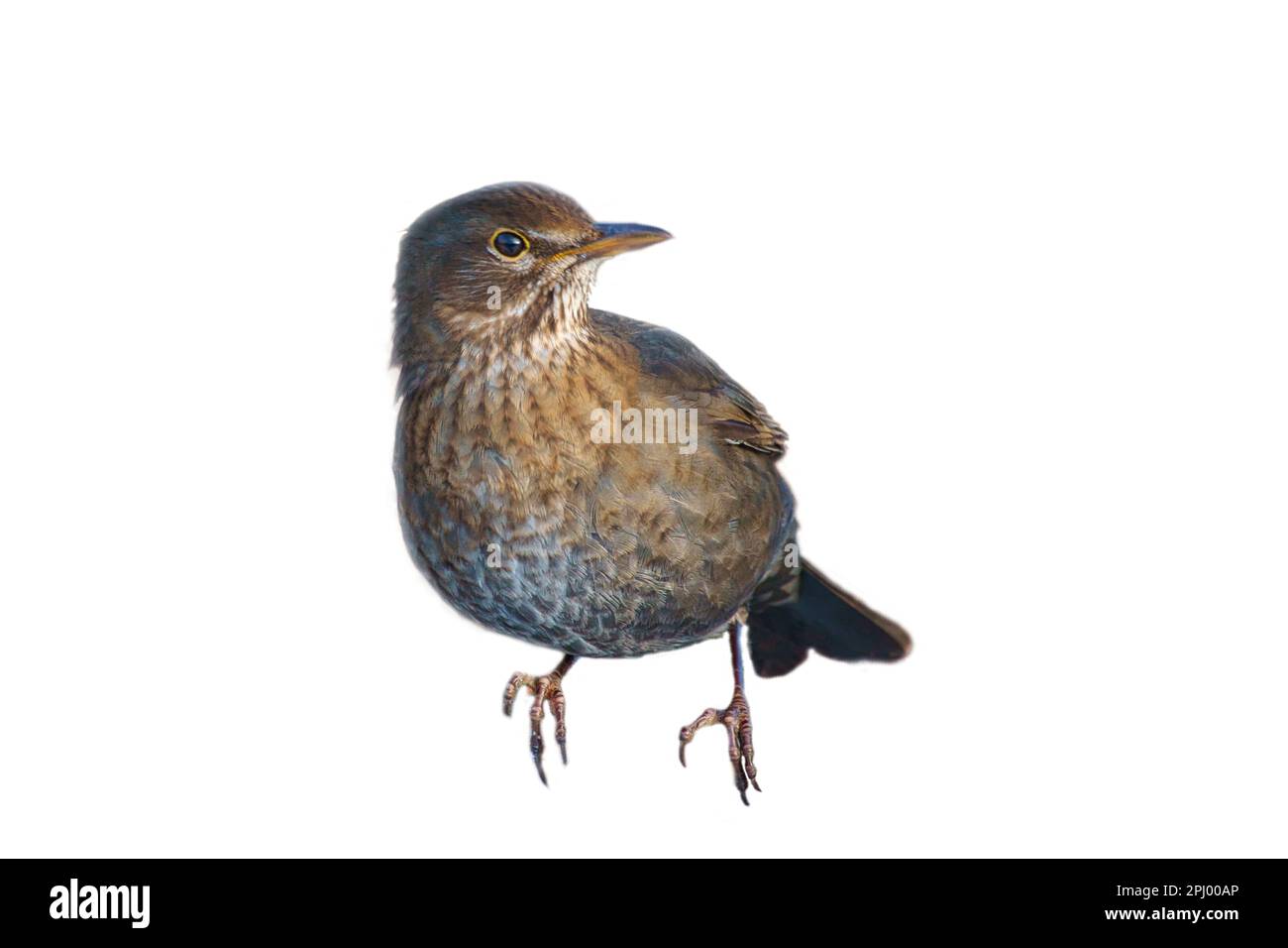 Uccello thrush corto. Per utilizzare la composizione. Animale isolato. Piume marroni. Foto di animali Foto Stock