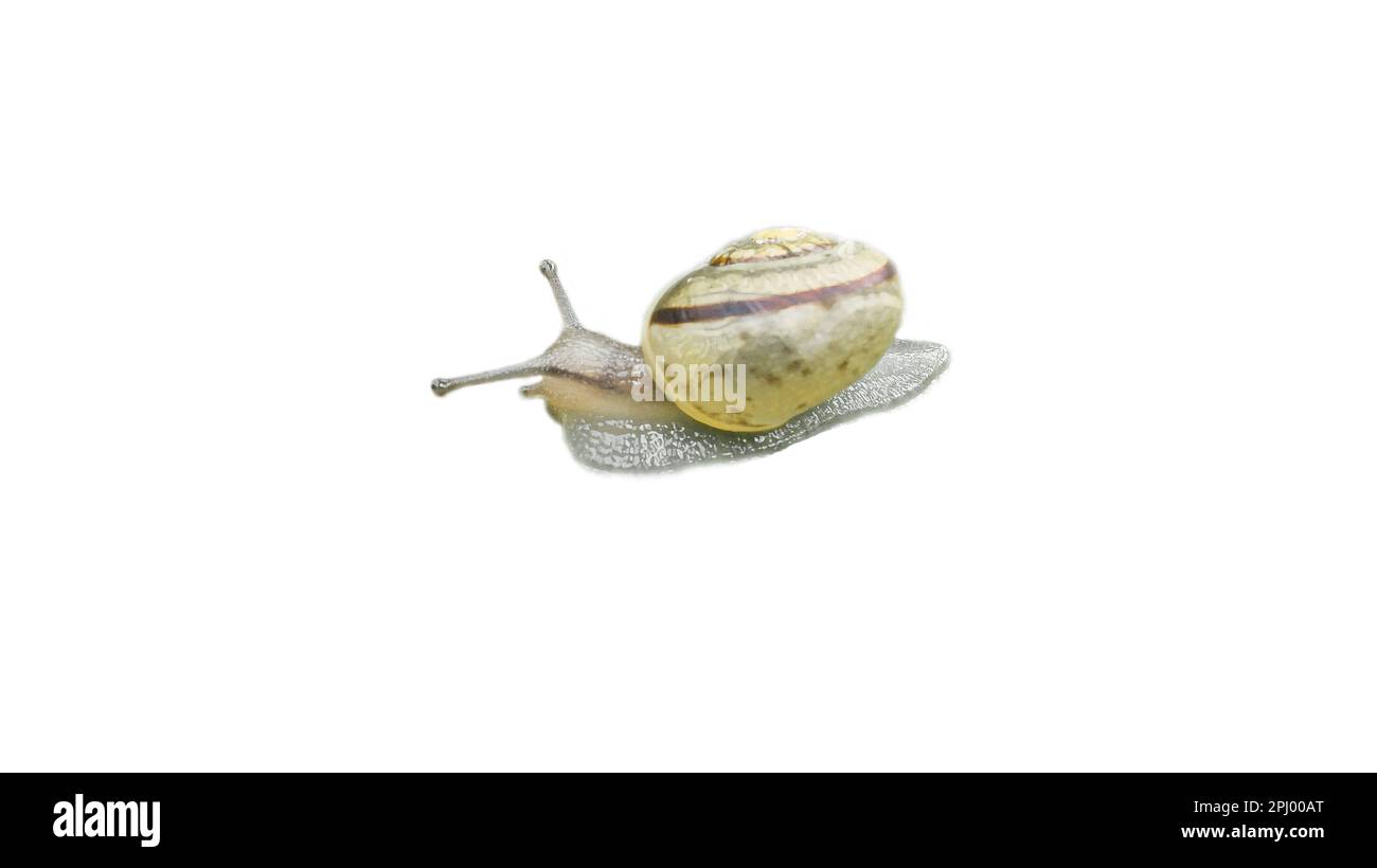 Lumaca con guscio di lumaca ritagliata. Molluschi piccoli. Lumaca con casa, piede e antenna. Per ulteriori elaborazioni, ad esempio per la composizione. Foto Stock