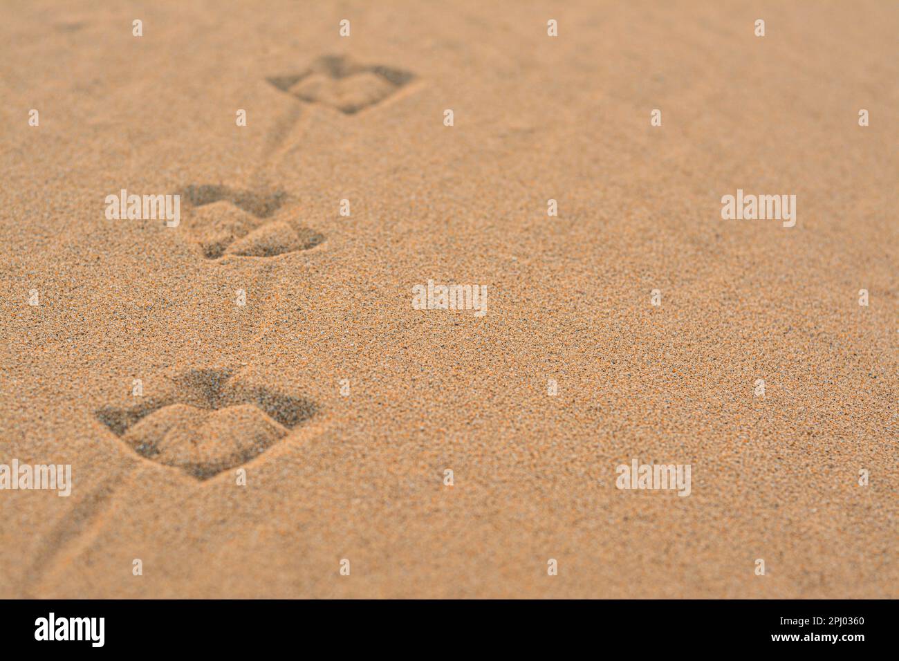 Bird tracks sulla spiaggia di sabbia, primo piano. Spazio per il testo Foto Stock