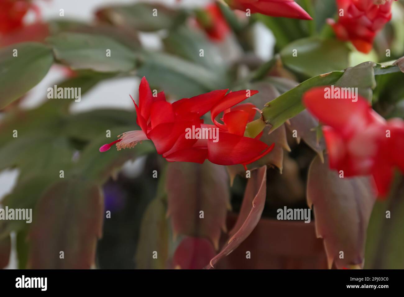 Bel cactus di granchio con fiori rossi, primo piano Foto Stock