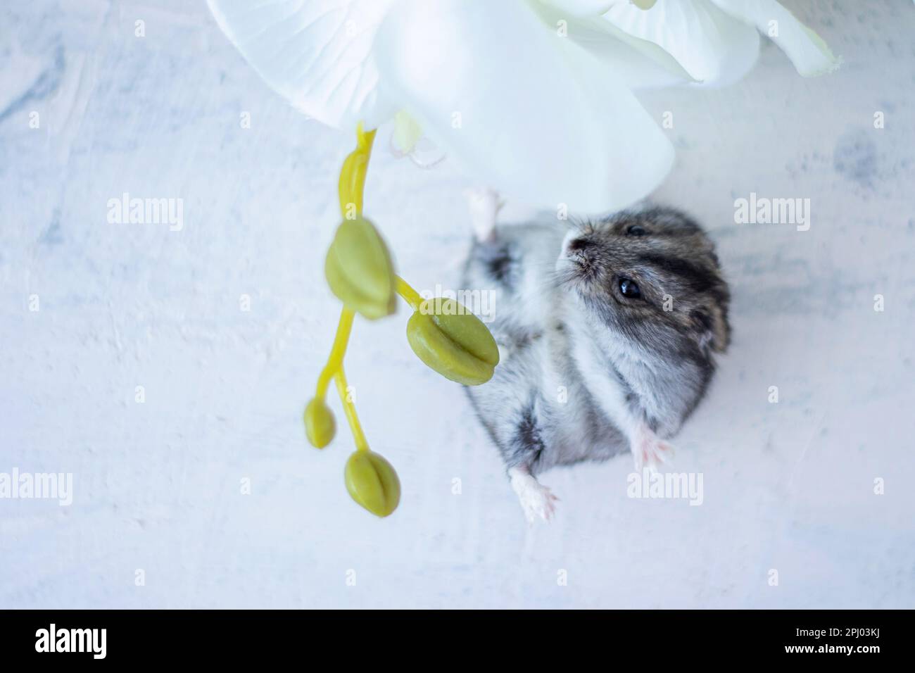 un criceto grigio che giace accanto ad un'orchidea bianca su sfondo bianco strutturato. Animali domestici. messa a fuoco morbida Foto Stock
