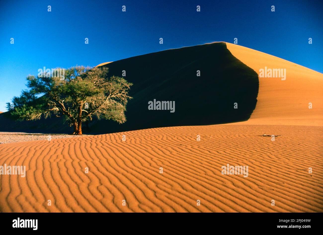 Dune 45, Namib Naukluft National Park, Namibia Foto Stock