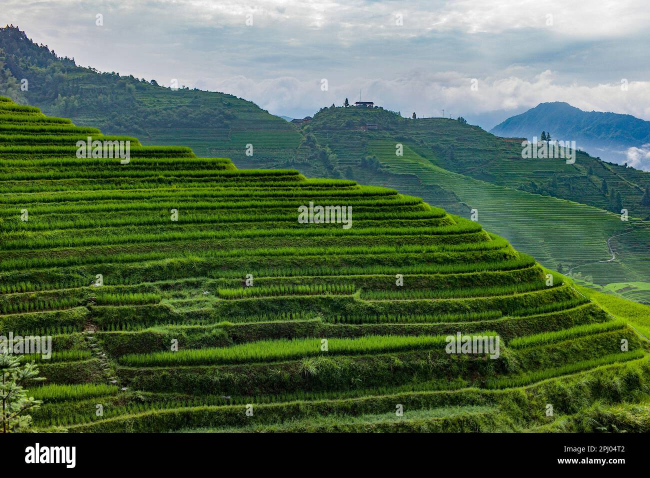 Risaie Terrace, Dragon's Backbone, Longji, Cina Foto Stock