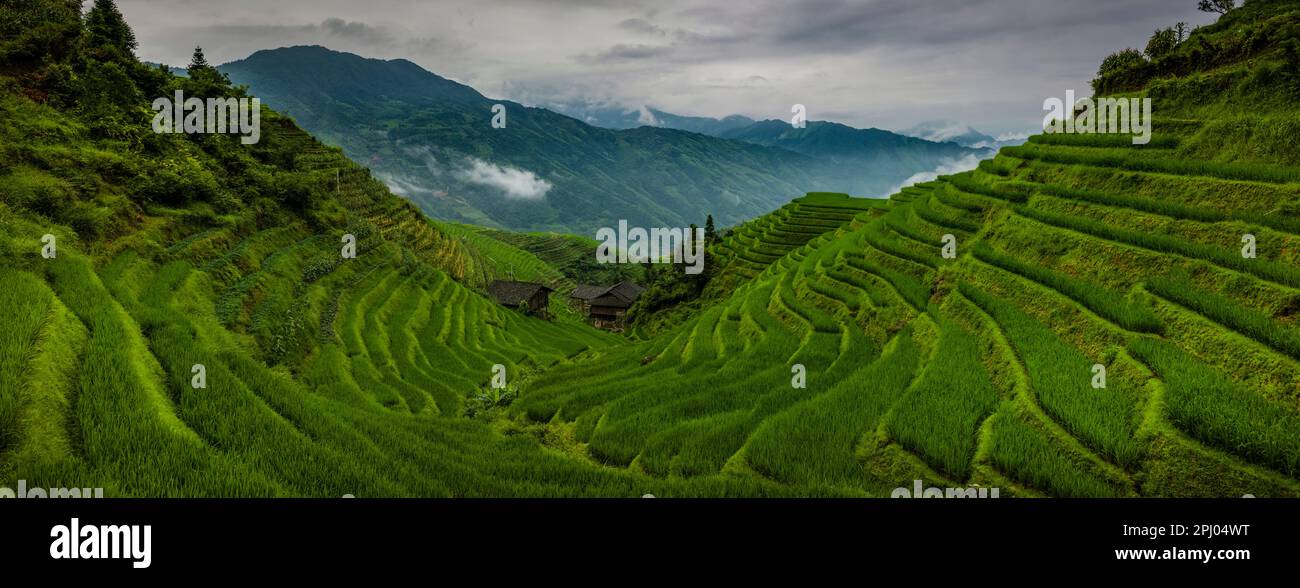 Risaie Terrace, Dragon's Backbone, Longji, Cina Foto Stock