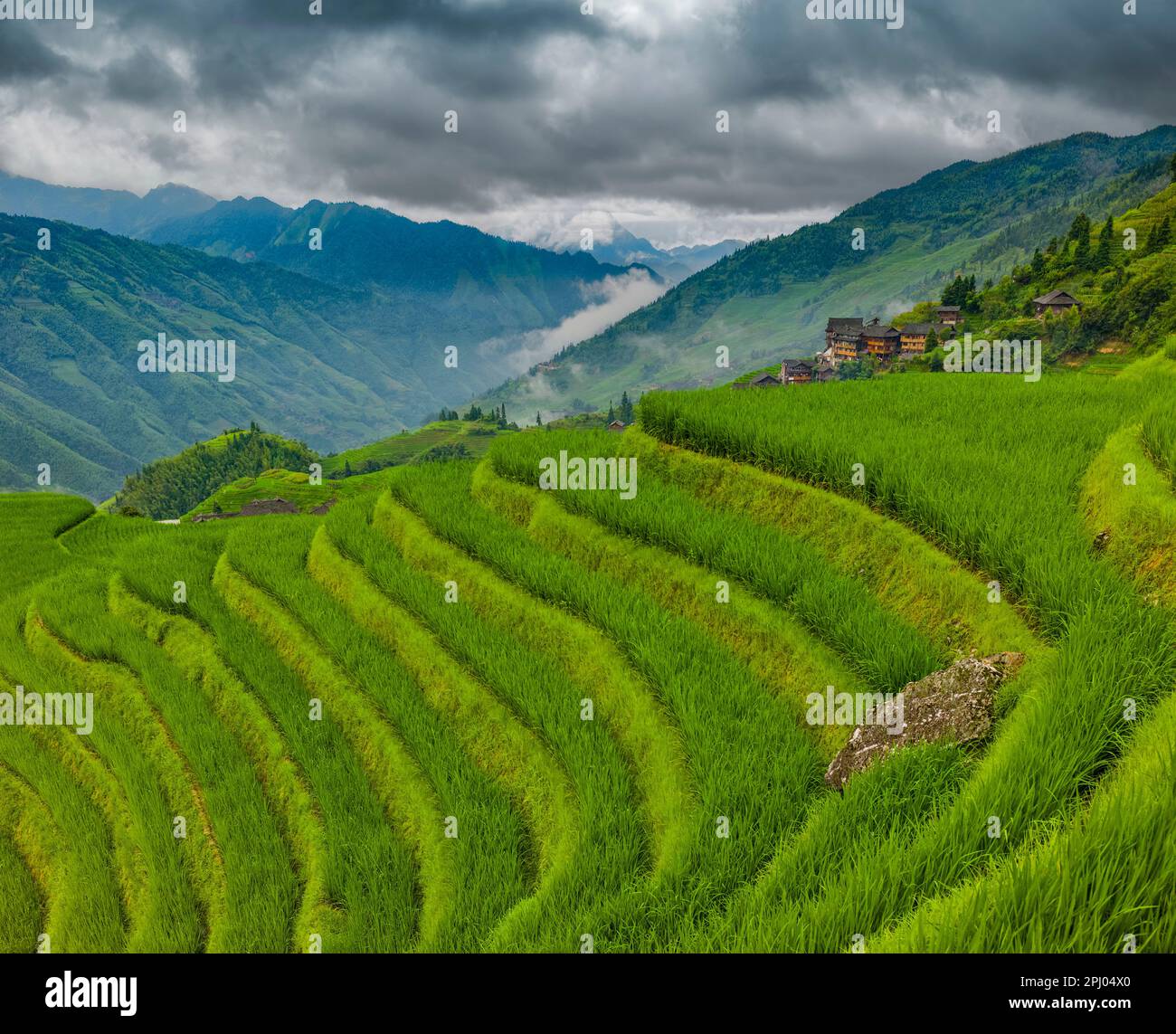 Risaie Terrace, Dragon's Backbone, Longji, Cina Foto Stock