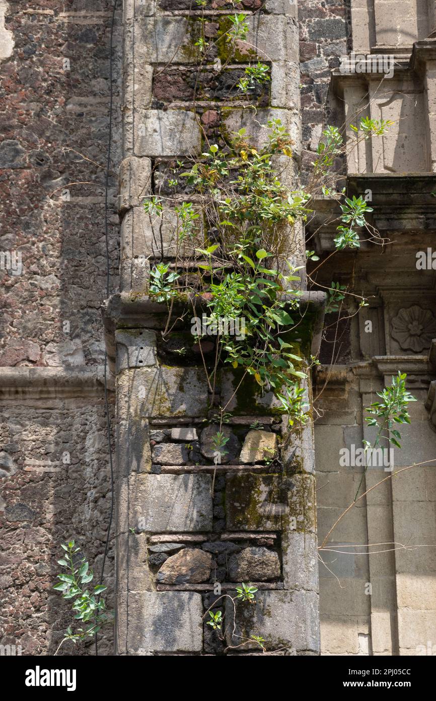 Piante che crescono sulle pareti di un vecchio edificio nel centro di Città del Messico Foto Stock