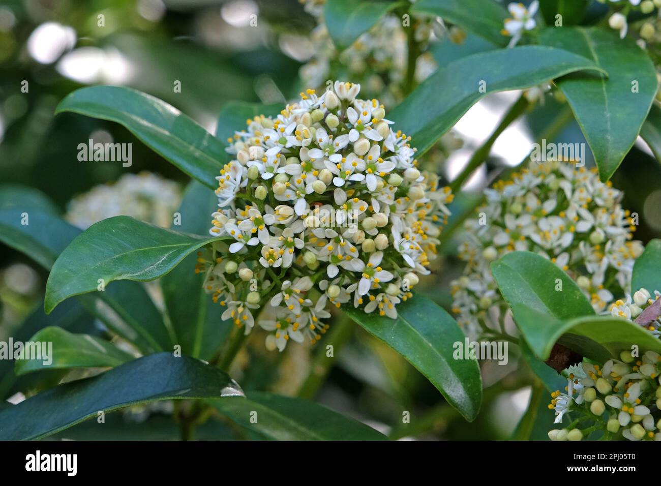 Skimmia Japonica 'fragrans' in fiore. Foto Stock