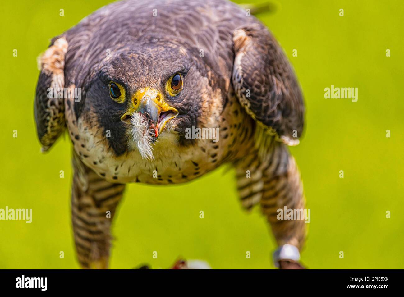 Falcon (Falco) in un parco faunistico nel sud della Germania, Captive, Baden-Wuerttemberg, Germania Foto Stock