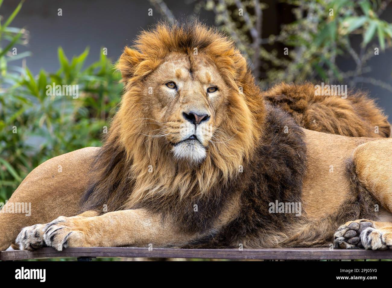 Leone asiatico (Panthera leo persica) allo Zoo Wilhelma, Captive, Stoccarda, Baden-Wuerttemberg, Germania Foto Stock