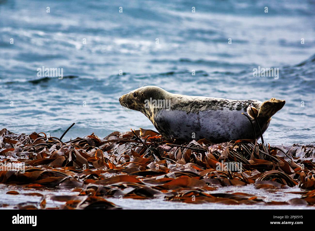 Foca grigia (grypus halichoerus) nel Mare del Nord, pelliccia mutante, riserva naturale delle Isole Farne, Isole Farne, Northumberland, Inghilterra, Gran Bretagna Foto Stock